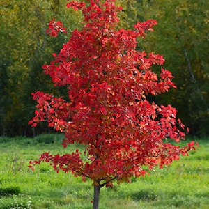 Puede incluir: Un árbol joven con hojas de color rojo vibrante, sobre un fondo de hierba verde y un bosque borroso. El tronco del árbol es delgado y gris, con ramas que muestran el colorido follaje. La escena evoca la belleza del otoño.