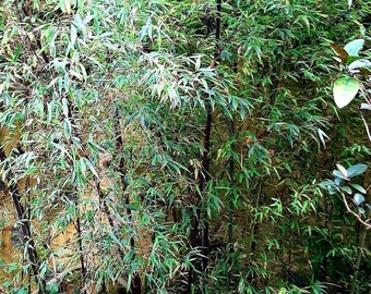 cactus sap Organ Pipe Cactus| Large Stenocereus thurberi Cactus For Sale Online main image 0