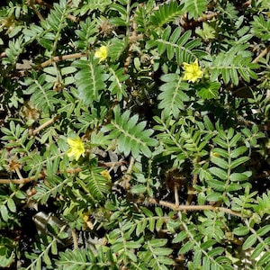 CALPHORUS tribulus terrestris 20 seeds