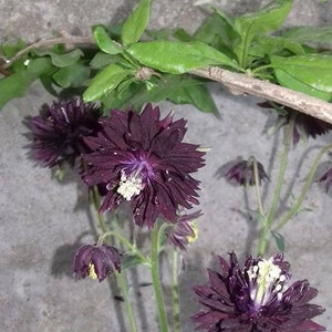 25 seeds of Aquilegia Barlow Black / Columbine / Annual Plant / Flower Seeds / double black flower