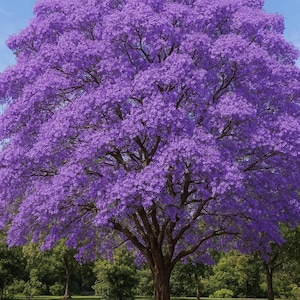 30 Jacaranda mimosifolia Seeds | Ornamental Tree | Blue Jacaranda, Gardening, Decorative Plant, Easy to Grow