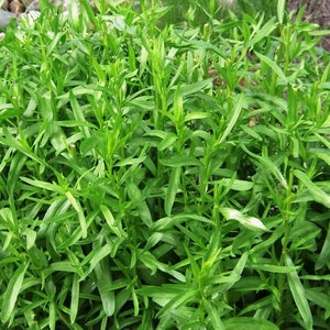 芳香性ハーブ - ロシアン タラゴン - アルテミシア ドラクンクルス 2000 種子