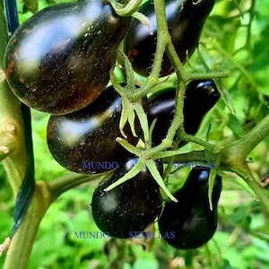 Peut inclure: Gros plan sur une grappe de tomates violettes foncées poussant sur une vigne. Les tomates sont en forme de poire et ont une finition brillante. La vigne est verte et a de petites feuilles.