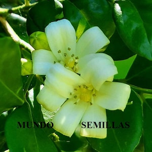 Murraya paniculata seeds - Orange jasmine - Spectacular fragrance