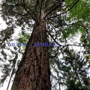 Puede incluir: Un tronco de árbol alto y marrón con una textura de corteza rugosa. El árbol está rodeado de otros árboles y el cielo es visible arriba.