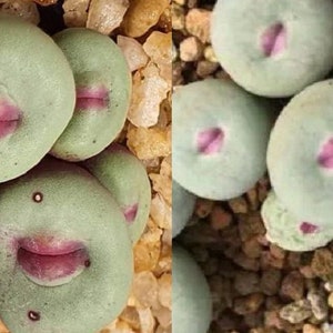 コノフィツム　pageae Bethen conophytum-pageae-TS429 | jeffs bulbesetpots | Flickr