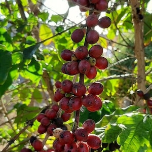 Coffea Arabica – Kaffeebaum – Kaffeepflanze – 7 Samen für den Garten oder Kaffeepflanzen-Obstgarten