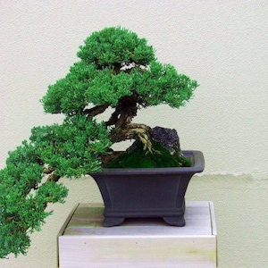 Pode incluir: Uma árvore bonsai verde com um tronco e galhos grossos, crescendo em um vaso quadrado preto. A árvore está em um suporte de madeira marrom claro.