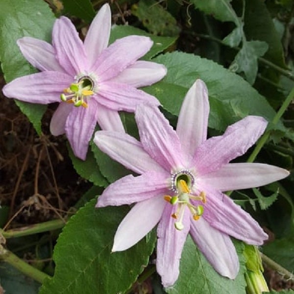 Curuba - banana - maracuya passiflora mollissima comestible 20 semillas - seeds