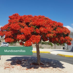 FLAMBOYANT Flamboyan , Tree called Delonix regia. 50 Seeds seeds