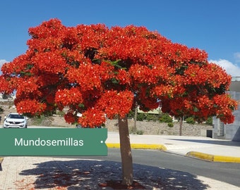 Flamboyant (Delonix regia) Zaden – Tropische Vuurboom | 11 Zaden | Exotische Sierboom met Rode Bloemen