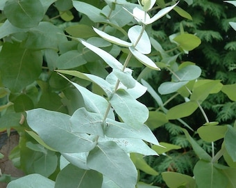 Patio De Losas Con Tomillo Plantas Imponentes Para El Frente De Tu - Foto 9