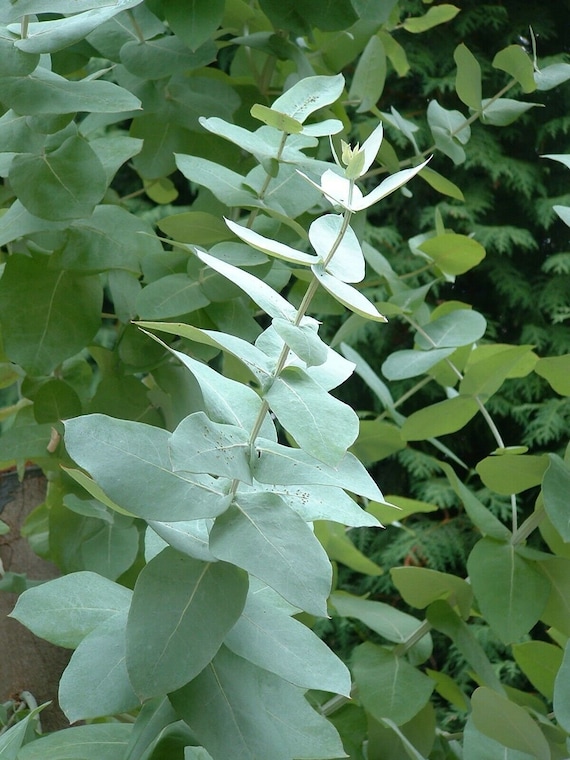 Zitroneneukalyptus (Eucalyptus citriodora) (nach Zitrone duftende Blätter) 30 Samen