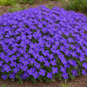 200 semi di Aubrieta Cascade Blue – Fiore perenne pendente, tappezzante, giardino roccioso, tappeto blu, facile da coltivare