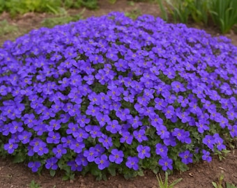 200 Semillas de Aubrieta Cascade Blue – Flor Perenne Colgante, Cobertura de Suelo, Jardín Rocoso, Alfombra Azul, Fácil de Cultivar