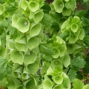 アイルランドのグリーンベルの種子 50 個 - Molucella laevis