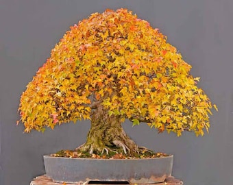 30 Samen des Japanischen Dreispitzahorns (Acer buergerianum) | Zierbaum und Bonsai | Premium-Gartenkollektion