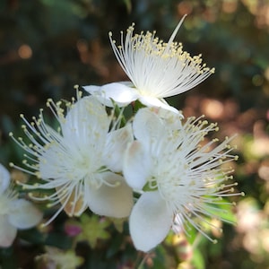 Op de afbeelding: Close-up van witte bloemen met gele centra en lange, dunne bloemblaadjes. De bloemen zijn geclusterd en hebben een delicate, vederachtige uitstraling.