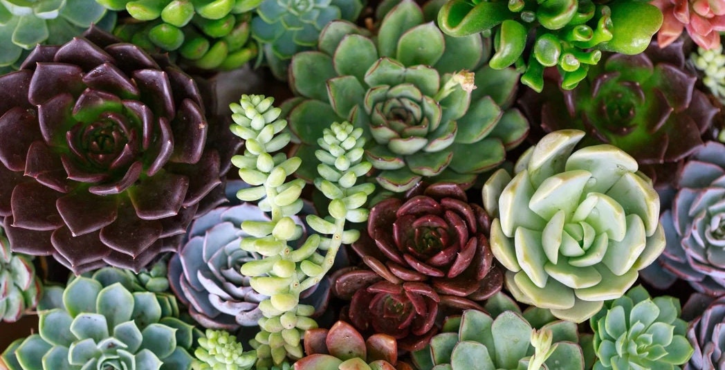 センペルビウムの種100粒詰め合わせ | プレミアム多肉植物ミックス