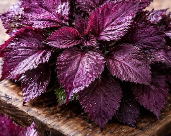 200 Purple Perilla Seeds – Red Shiso | Perilla Frutescens | Asian Culinary Herb | Edible Purple Leaves | Non GMO