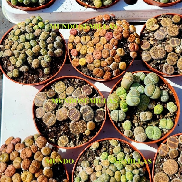 Lithops mix seeds - many different shapes and colors.
