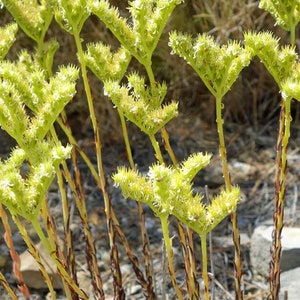 以下が含まれることがあります： 白い花が咲いた緑色の植物の群れのクローズアップ。植物は細い茎を持ち、岩が多く乾燥した環境で育っています。