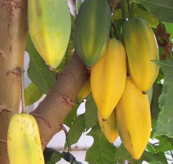 Carica Pubescens Mountain Papaya Tolerates Cold Papayuelo Etsy Australia