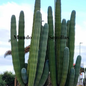 Könnte beinhalten: Eine Gruppe hoher, grüner Kakteen mit dem Text "Mundo Semillas" in schwarzen Buchstaben.
