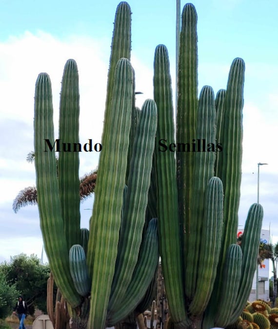 20 Samen des grten Kaktus der Welt  essbare Frucht  Pachycereus  pringlei - Etsy sterreich