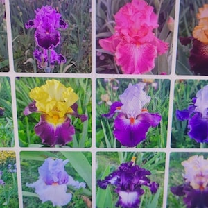 Puede incluir: Una colección de 10 flores de iris diferentes en varios colores, incluyendo morado, rosa, amarillo y blanco. Las flores están en plena floración y tienen una variedad de patrones y texturas.