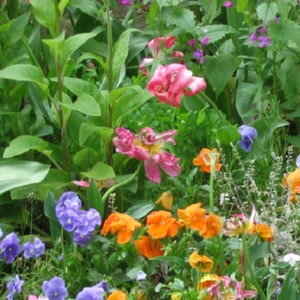 Op de afbeelding: Een close-up van een tuin met een verscheidenheid aan bloemen in bloei. De bloemen zijn roze, paars, oranje en geel. De bloemen worden omringd door groene bladeren.