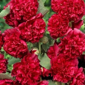 May include: A cluster of deep red hollyhock flowers in full bloom. The flowers are arranged in a dense, rounded shape with ruffled petals.