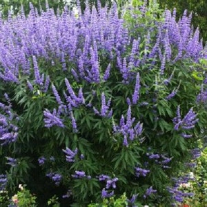 Puede incluir: Un arbusto exuberante con vibrantes flores moradas en plena floración. Las flores están agrupadas en espigas altas y delgadas, contrastando con el follaje verde oscuro. La imagen captura la belleza natural de la planta, mostrando su textura y color.