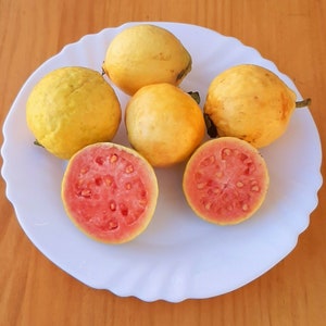 Guava Tree Psidium Guajava - Peruvian Apple Guava - Apple Guava - 50 Seeds