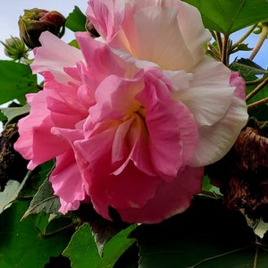 Hibiscus mutabilis color changing flower seeds
