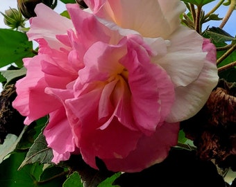 以下が含まれることがあります： ピンクと白の花びらが重なった、大きな花のクローズアップ。花は緑の葉とつぼみに囲まれ、青い空を背景にしています。花びらは柔らかく、質感のある外観をしています。