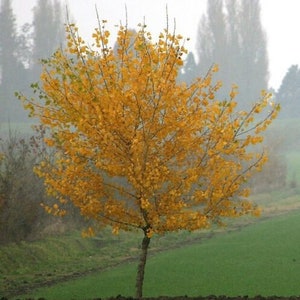 Tree with caramel smell - katsura -( Cercidiphyllum japonicum ) 20 seeds seeds