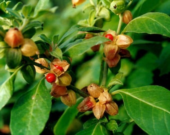 30 sementes de Ashwagandha - Withania Somnifera - orobal - ideal para jardim ou horta