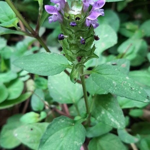 Könnte beinhalten: Nahaufnahme einer lila Blume mit grünen Blättern. Die Blume blüht und hat eine einzigartige Form.