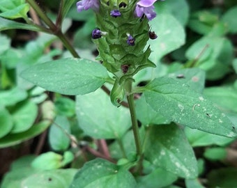 100 semi della pianta curativa, consolida minore / Semi di autoguarigione - Prunella Vulgaris - Perenne