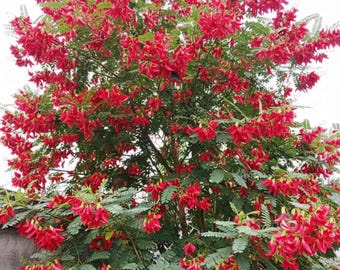 Sesbania Grandiflora Semillas – 15 Unidades – Árbol de Flor Rosa Intensa, Crecimiento Rápido y Planta Exótica Ideal para Jardines Tropicales