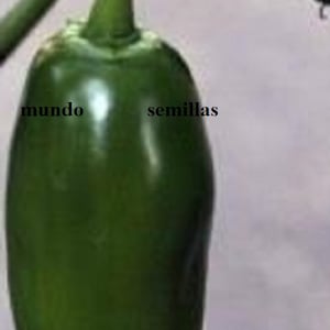 JALAPENO zeer KRUIDIGE jalapeno 50 Zaden - zaden