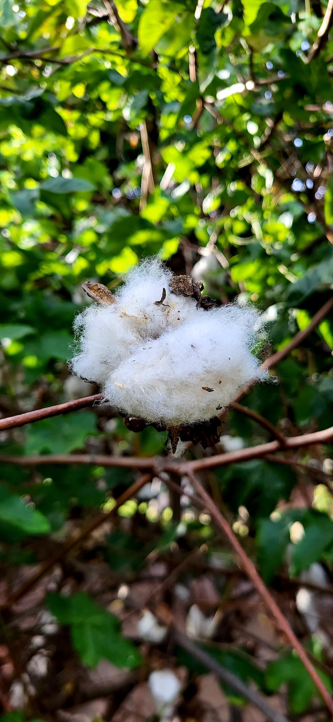 Katoenplant Gossypium 12 zaden België