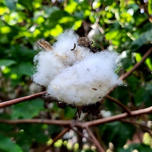 Cotton plant - Gossypium - 12 seeds
