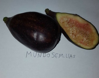 Higuera - Ficus carica - fruta comestible 300 semillas - Saatgut - Graines Semi