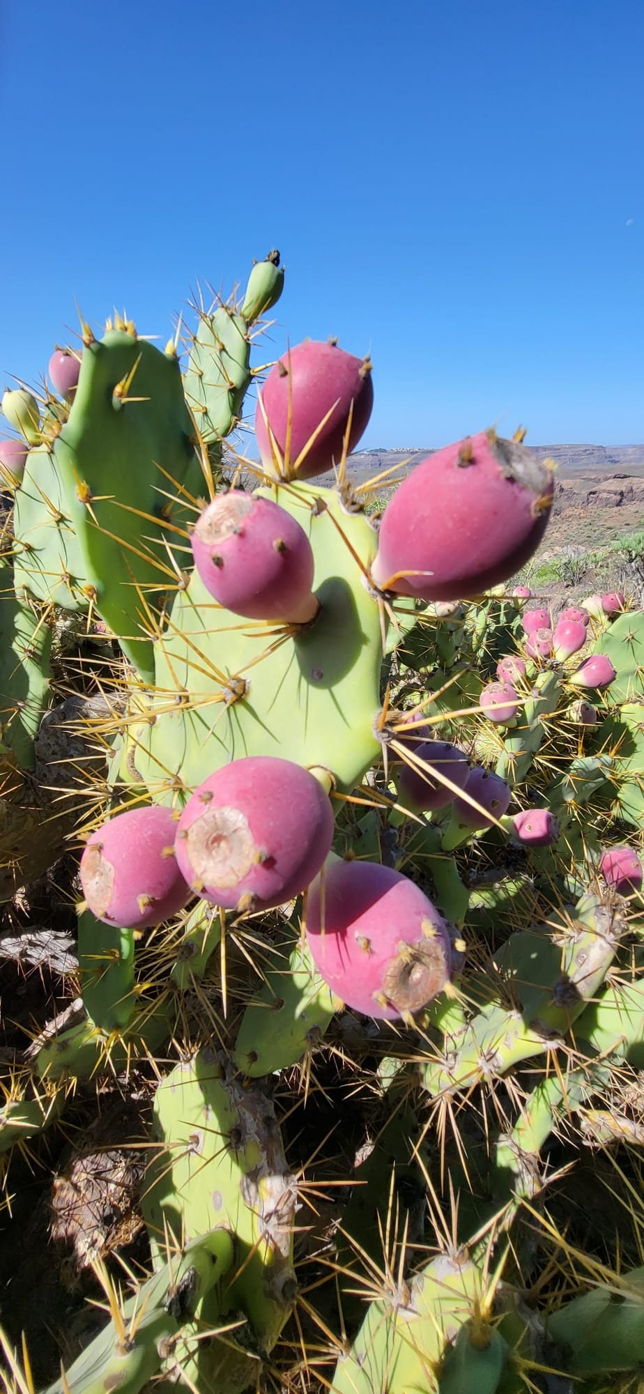 Opuntia tuna - Etsy 日本