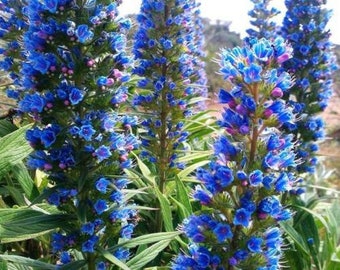 TAJINASTE azul de madeira  - echium candicans fastuosum - torre de joyas 100 Semillas ideal para atraer abejas