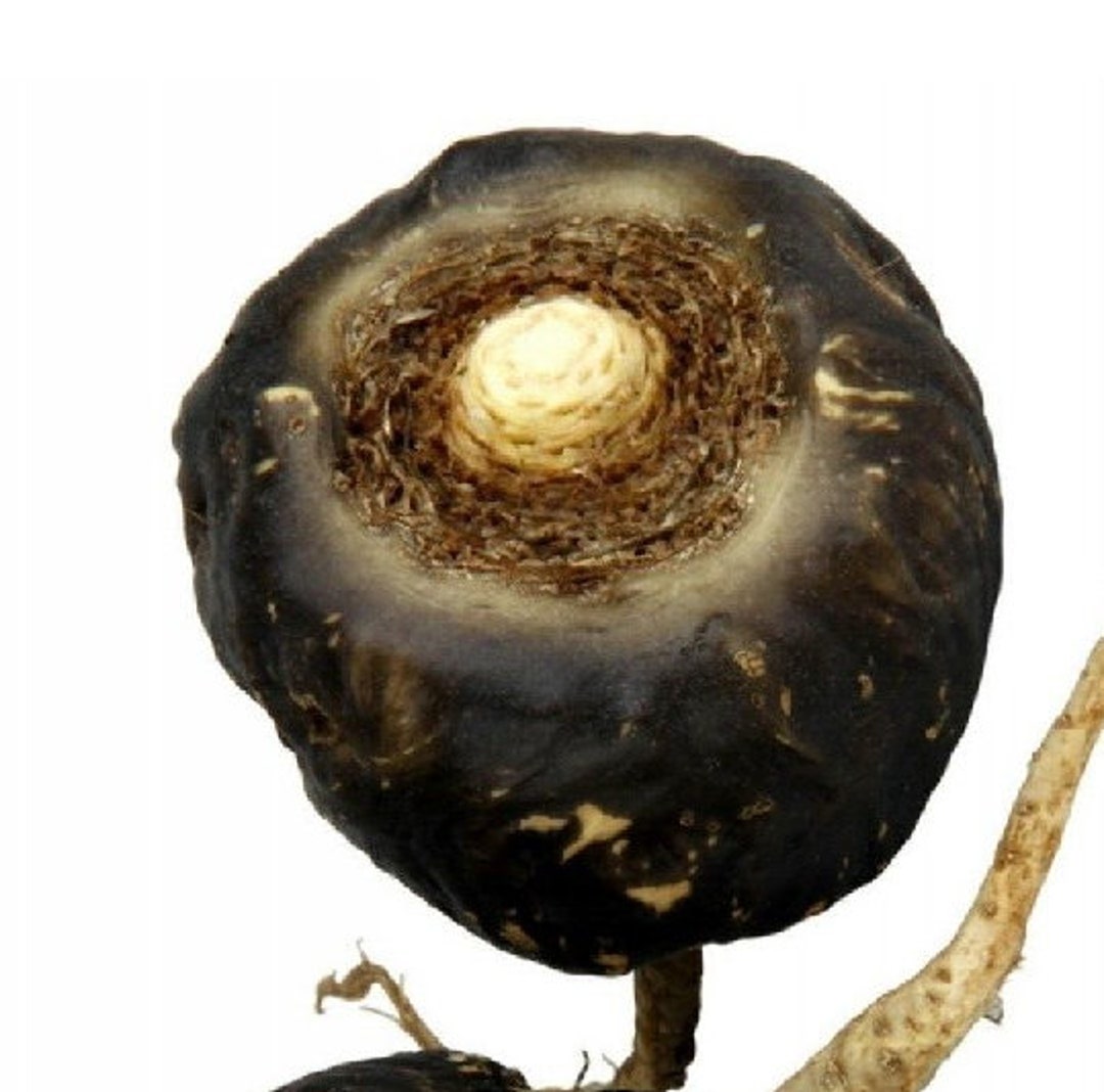 MACA NEGRA Y GINSENG PERUANO – 50 Semillas De Maka Lepidium Meyenii Para Energía Natural