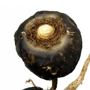 Può includere: Una radice di maca essiccata, un superalimento tradizionale peruviano, con un esterno marrone scuro e un interno marrone chiaro.