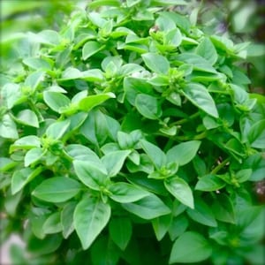 Peut inclure: Gros plan sur un plant de basilic vert vif. Les feuilles, petites et ovales, sont densément disposées, créant un aspect luxuriant et texturé. La plante, d'un vert éclatant, suggère fraîcheur et vitalité. Idéal pour la cuisine.